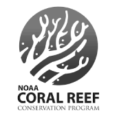 Noa Coral Reef